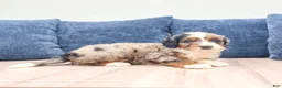 Mini Bernedoodle dogs for sale: Cooper - Ad 8