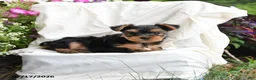 Yorkshire Terrier dogs for sale: Milo - Ad 3