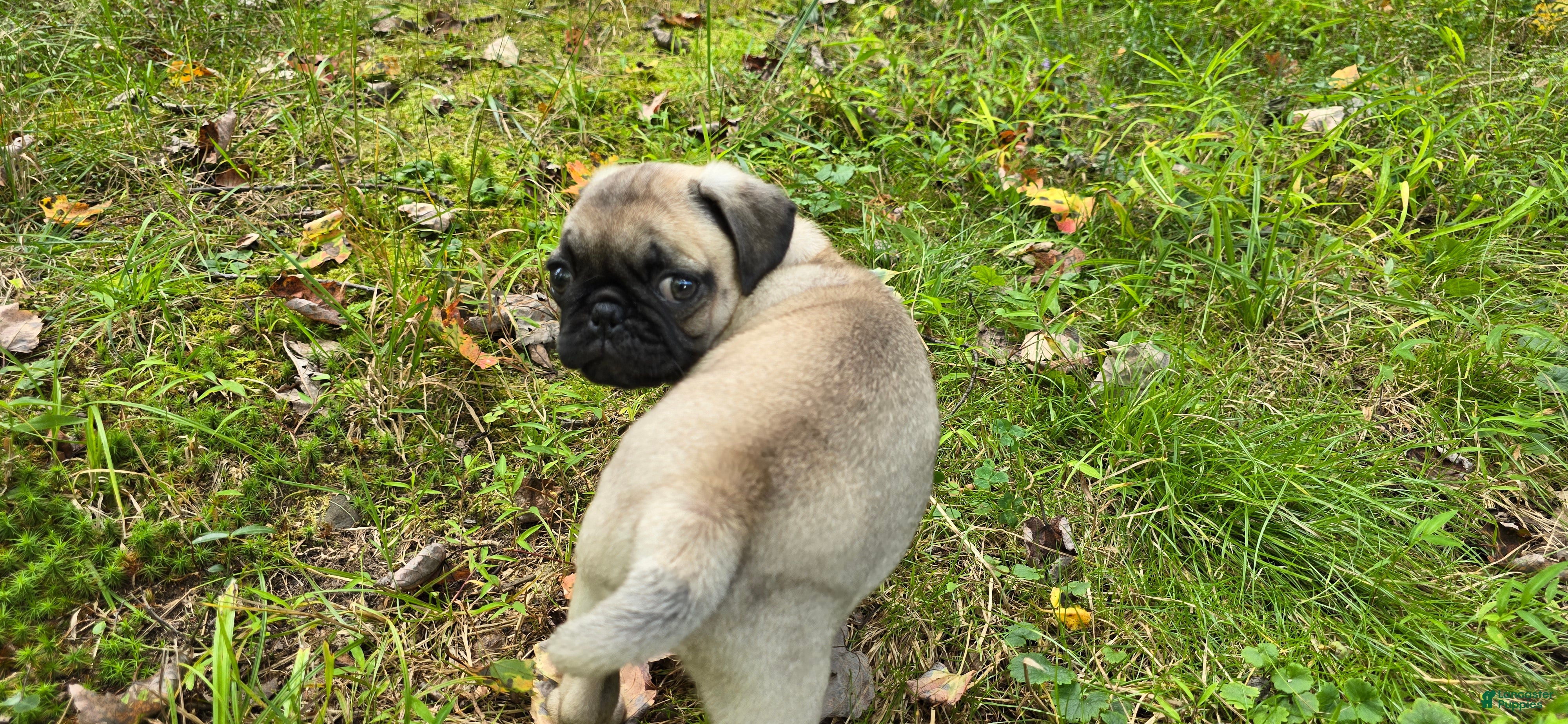 Pug dogs Bo - Ad 2