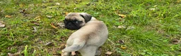Pug dogs for sale: Bo - Ad 2