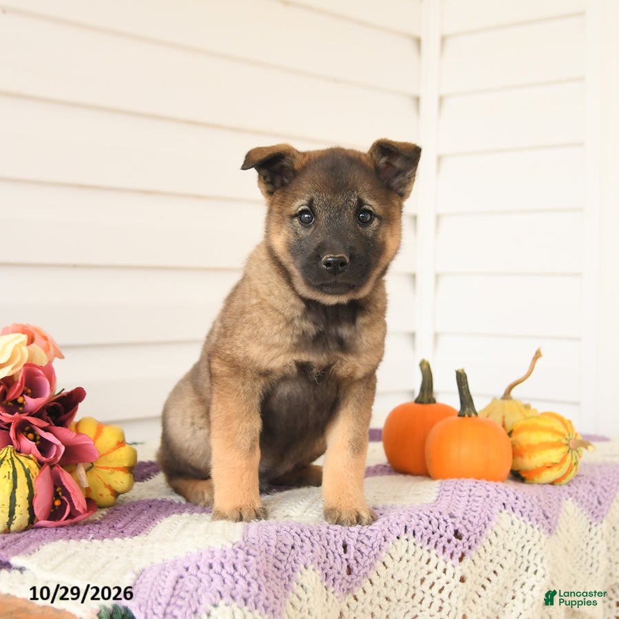 Mixed Breed dogs for sale: Alaska - Ad 2