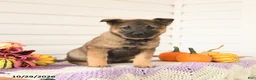 Mixed Breed dogs for sale: Alaska - Ad 2