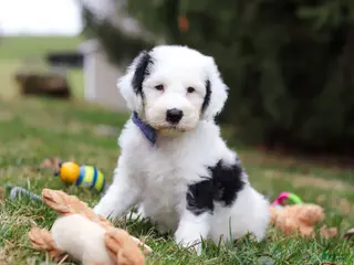 Sheepadoodle dogs for sale: Luke - Ad 3