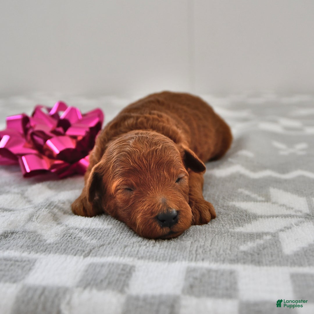 Mini Goldendoodle dogs for sale: Chloe - Ad 4