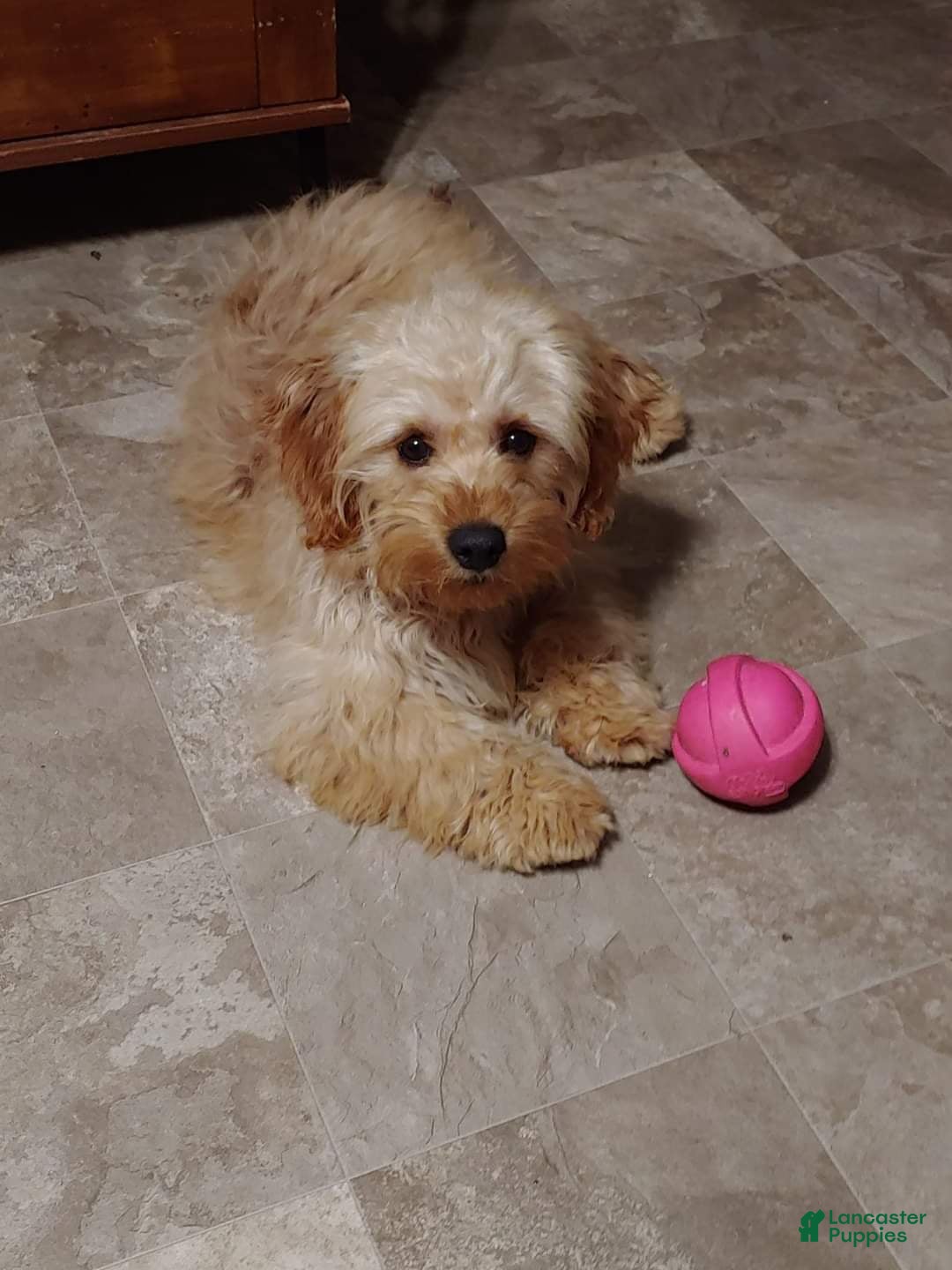 Mini Goldendoodle dogs for sale: Mini Goldendoodle Puppy 3 - Ad 9