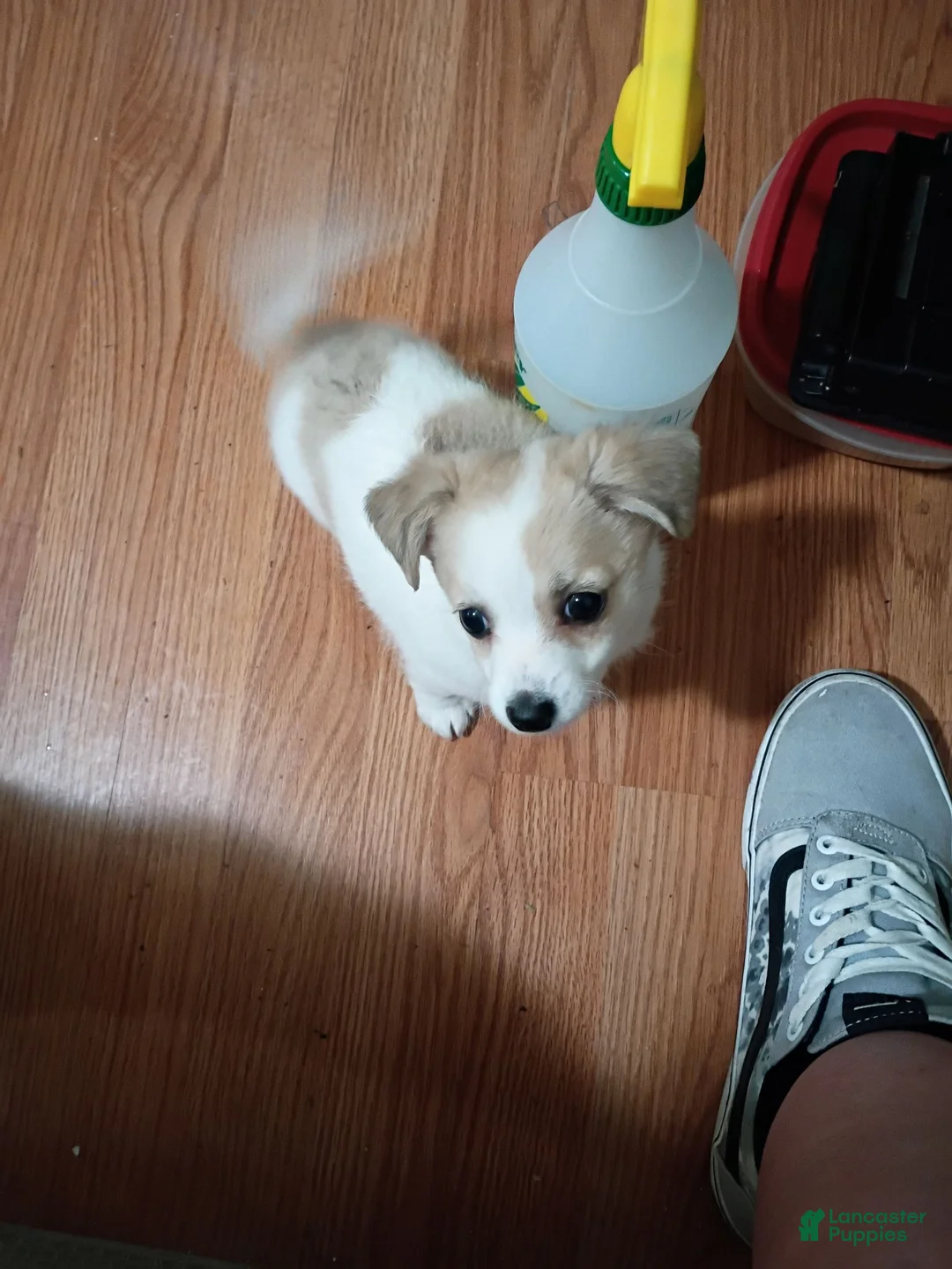 Mixed Breed dogs for sale: Mixed Breed 2 - Ad 1