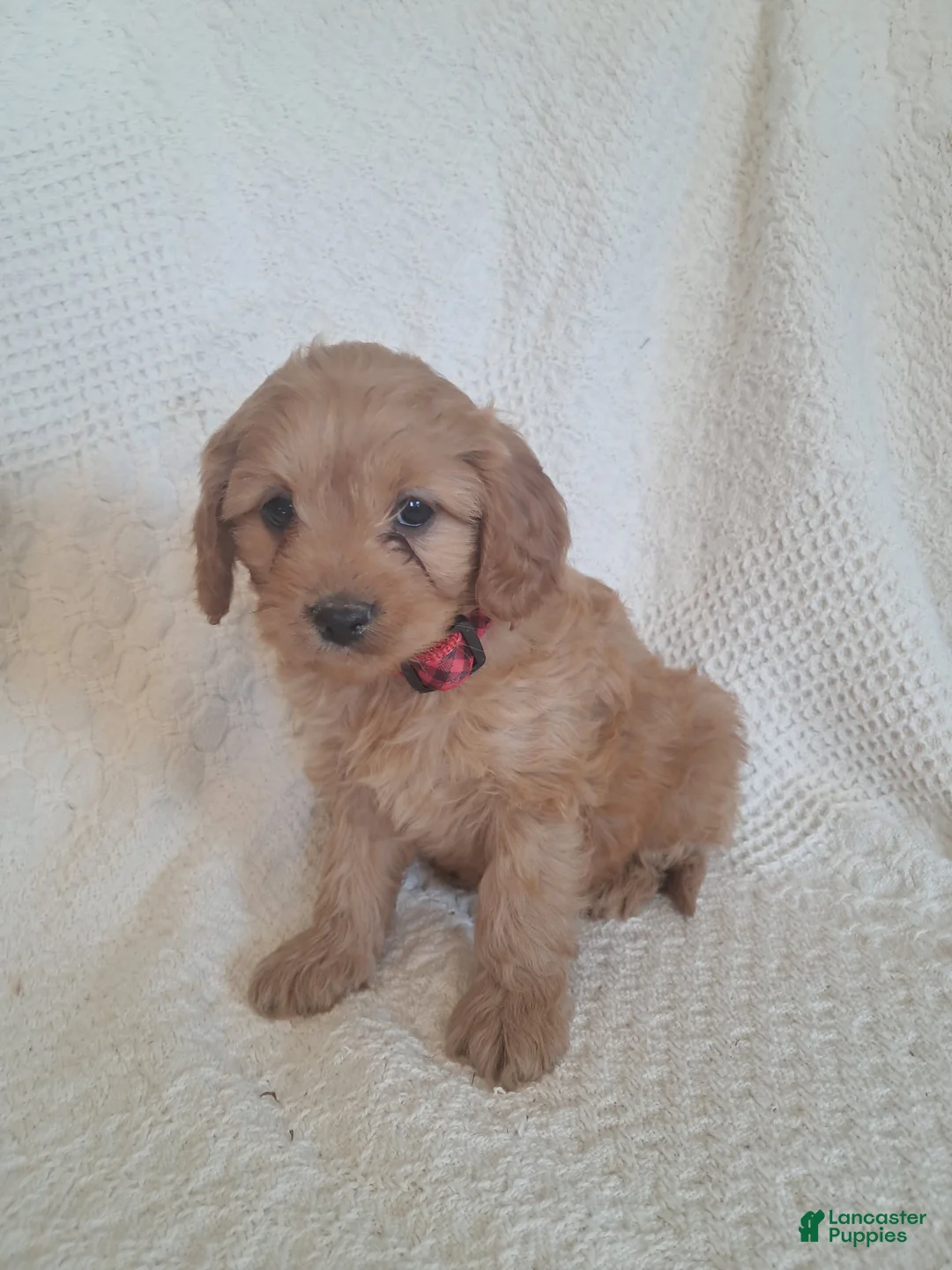 Cavapoo dogs for sale: Serj - Ad 2