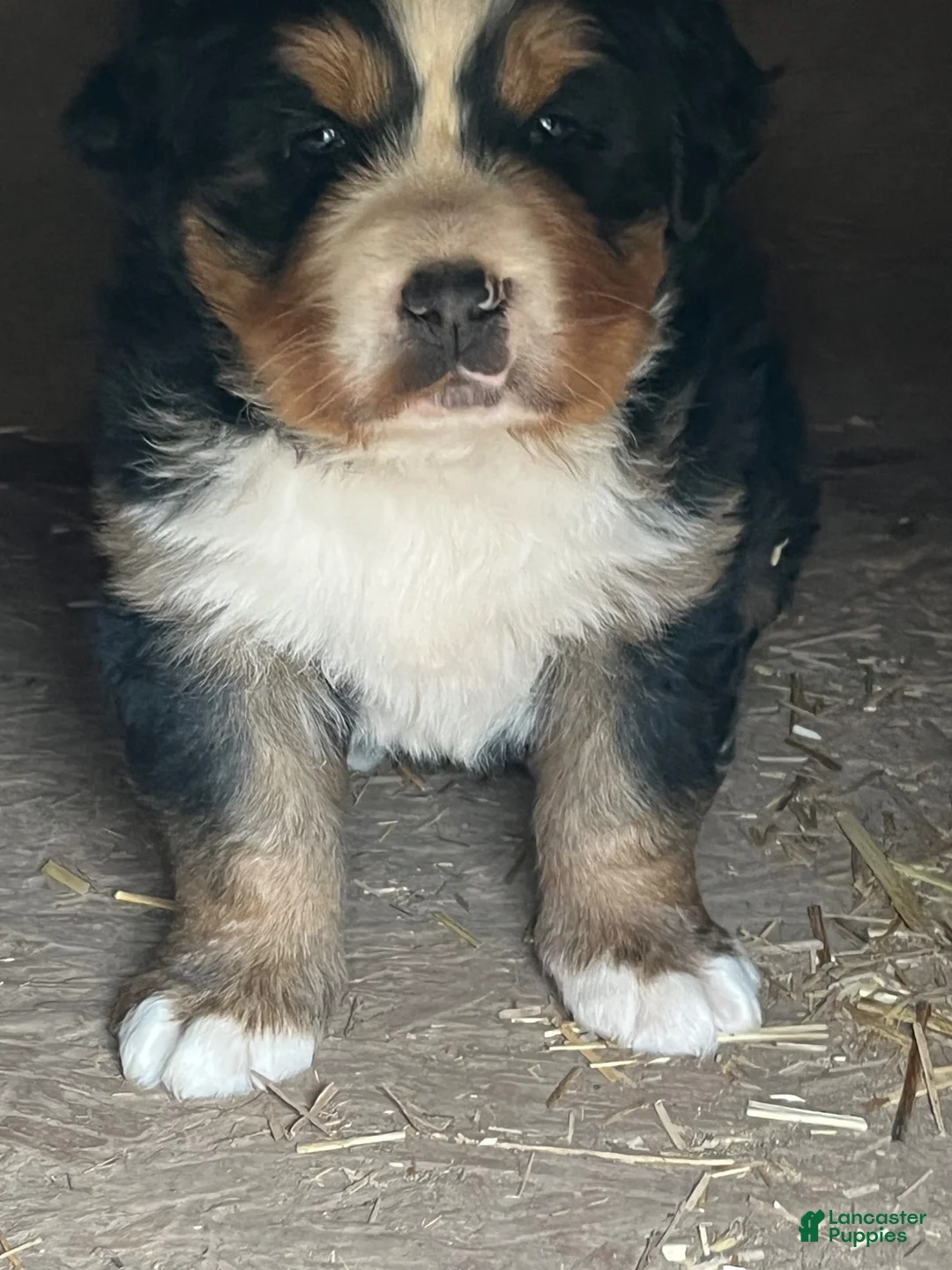 Bernese Mountain Dog dogs for sale: Bernese Mountain Dog Puppy 1 - Ad 1