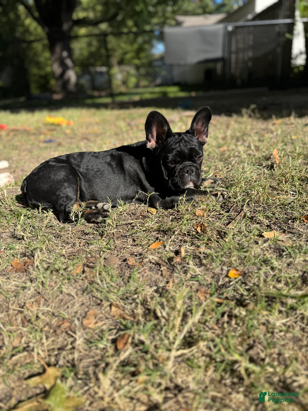 French Bulldog dogs for sale: French Bulldog 1 - Ad 2