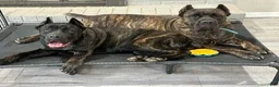 Cane Corso dogs for sale: Baloo  - Ad 4
