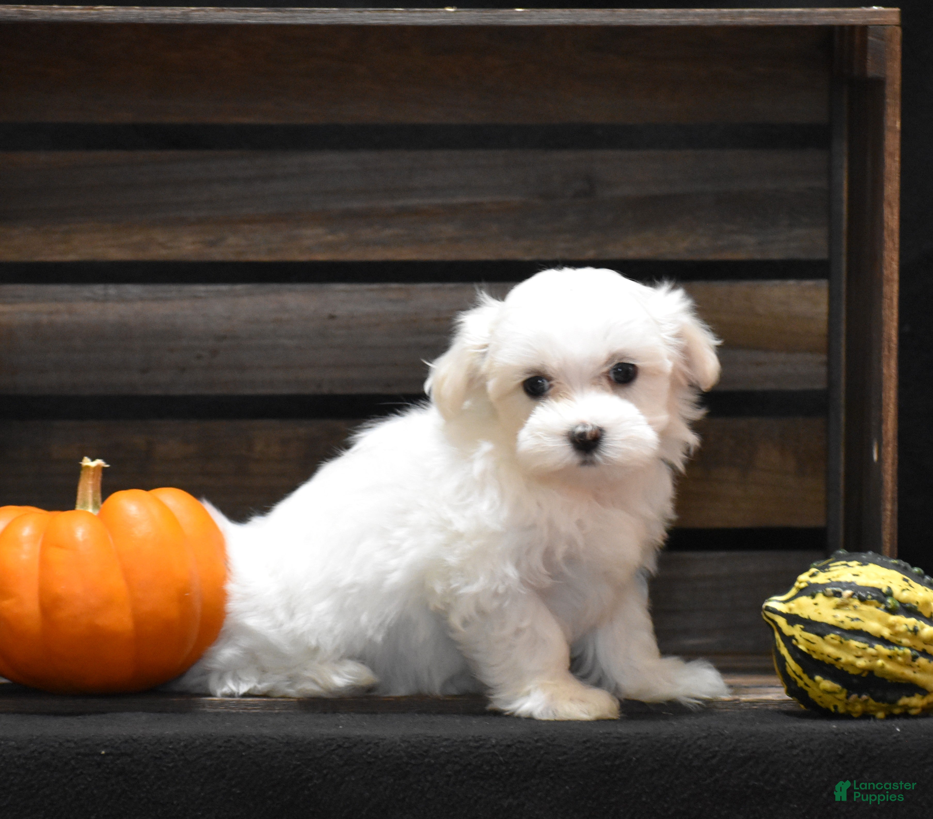 Maltese dogs Koda - Ad 2