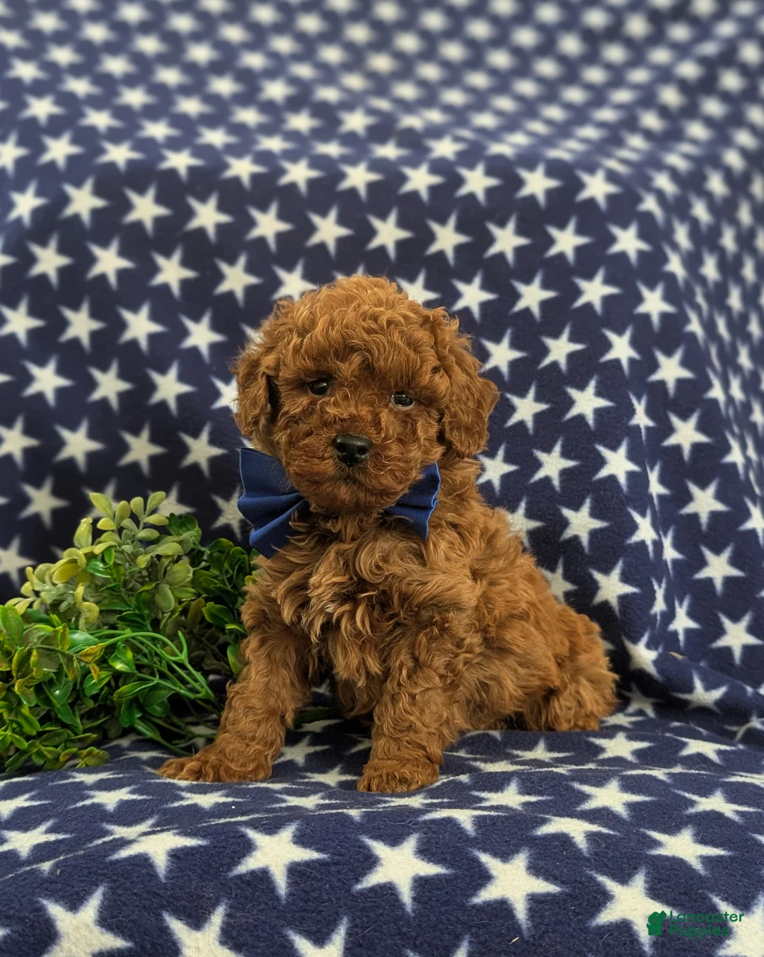 Mini Goldendoodle dogs for sale: Dillan Hypoallergenic - Ad 1