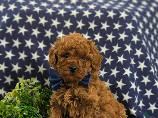 Mini Goldendoodle dogs Dillan Hypoallergenic - Ad 17