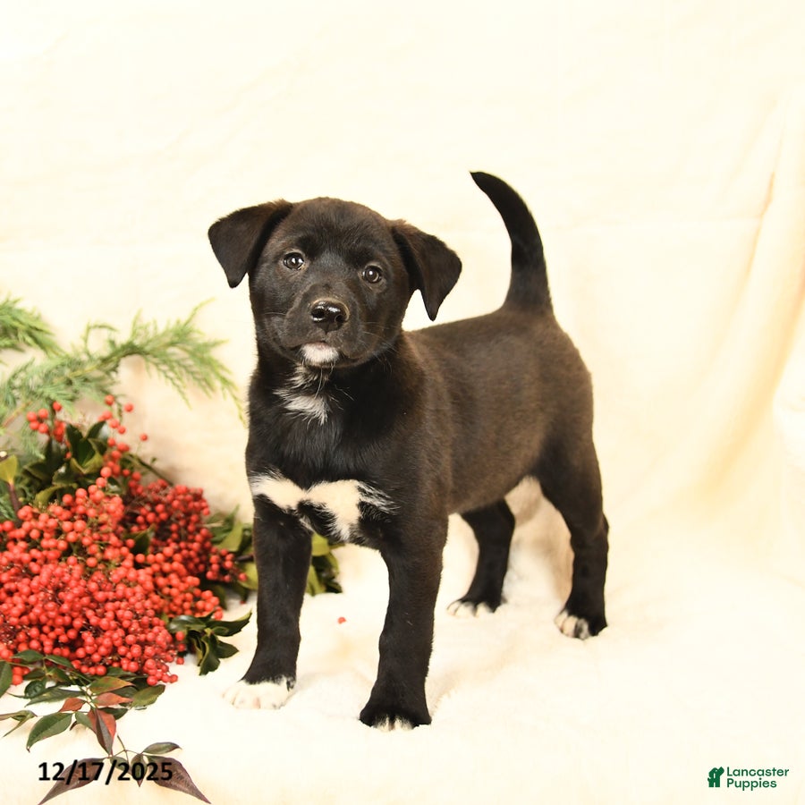 Mixed Breed dogs Peaches - Ad 35