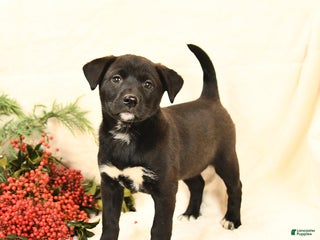 Mixed Breed dogs Peaches - Ad 35