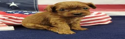 Cavapoo dogs for sale: Suki - Ad 4