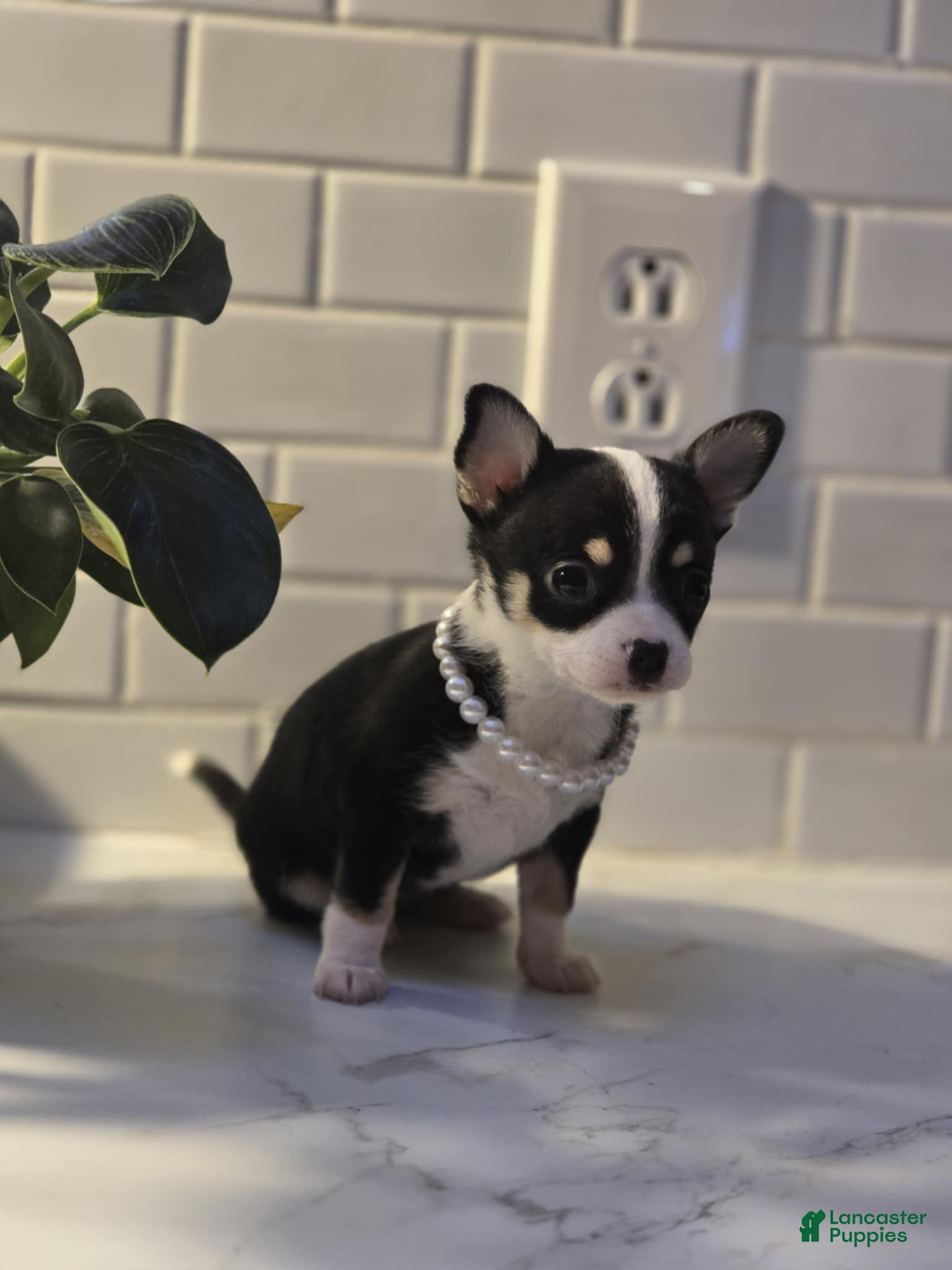 Chihuahua dogs for sale: lucy - Ad 3