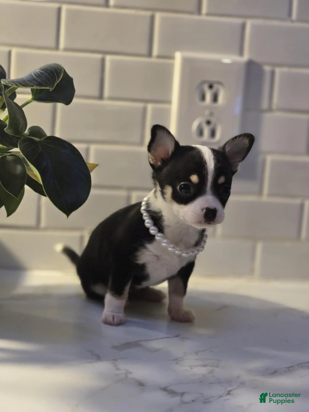 Chihuahua dogs for sale: lucy - Ad 1
