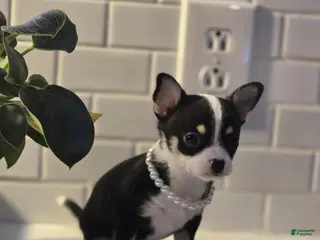 Chihuahua dogs for sale: lucy - Ad 3