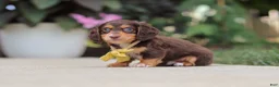 Miniature Dachshund dogs for sale: Grover - Ad 7