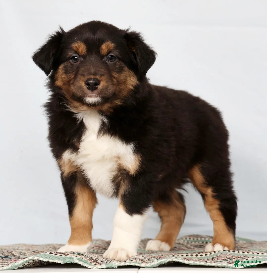 Australian Shepherd dogs for sale: Julie - Ad 1
