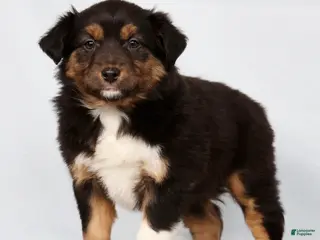 Australian Shepherd dogs for sale: Julie - Ad 1