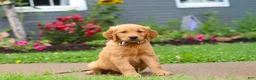 Golden Retriever dogs for sale: Buster - Ad 3