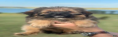 Theodore 