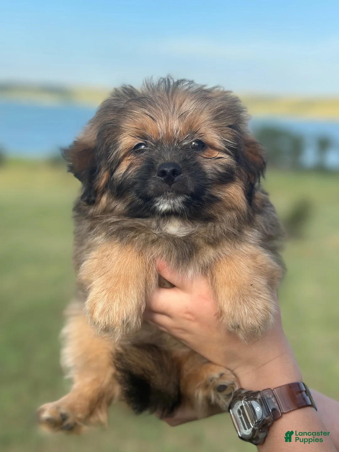 Mixed Breed dogs for sale: Theodore  - Ad 1