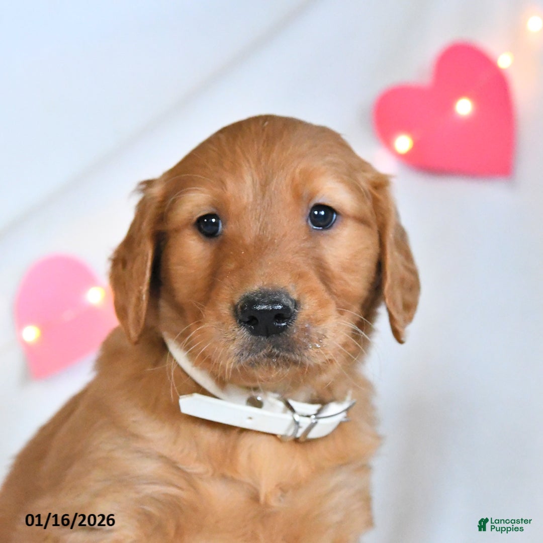 Golden Retriever dogs for sale: Moose - Ad 2