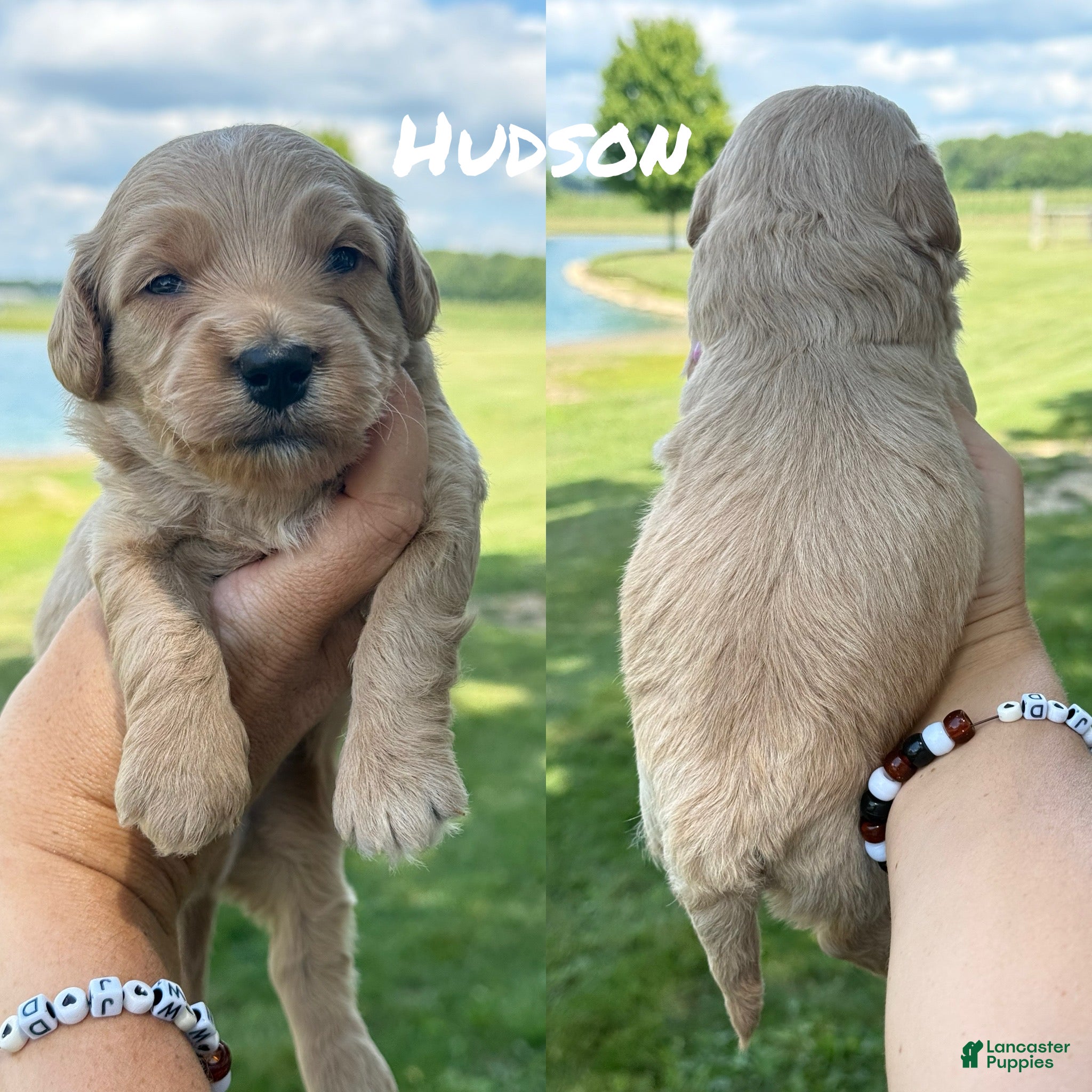 Mini Goldendoodle dogs Hudson - Mini Goldendoodle - Ad 30