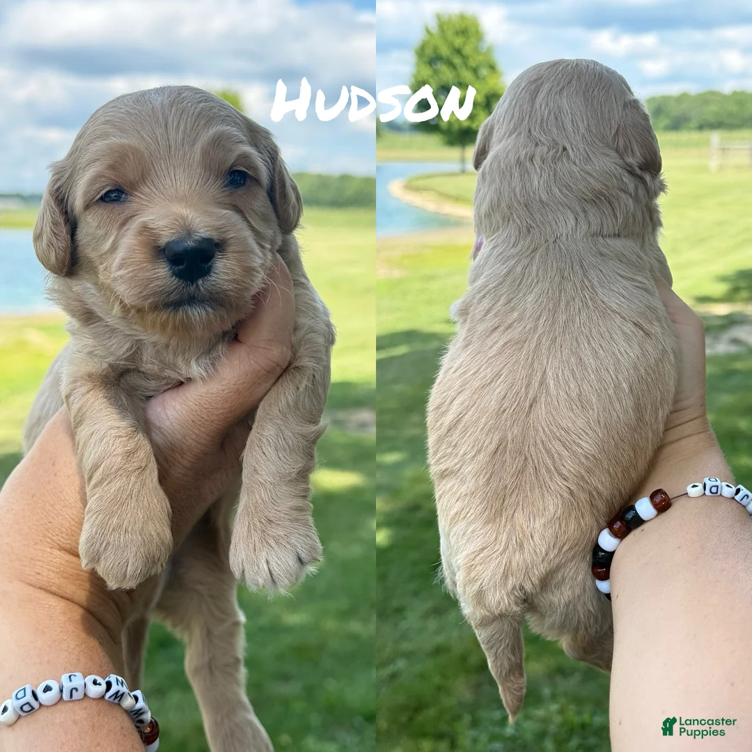 Mini Goldendoodle dogs for sale: Hudson - Mini Goldendoodle - Ad 2