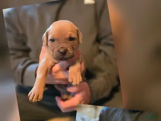 Cane Corso dogs Cane Corso Puppy 6 - Ad 24