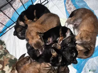 Pomeranian dogs Pomeranian Puppy 3 - Ad 16