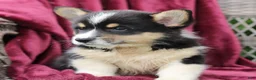 Welsh Corgi Pembroke dogs for sale: Jasper  - Ad 5