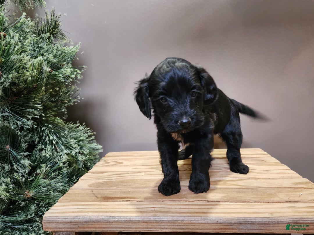 Mini Bernedoodle dogs for sale: Grace - Ad 8