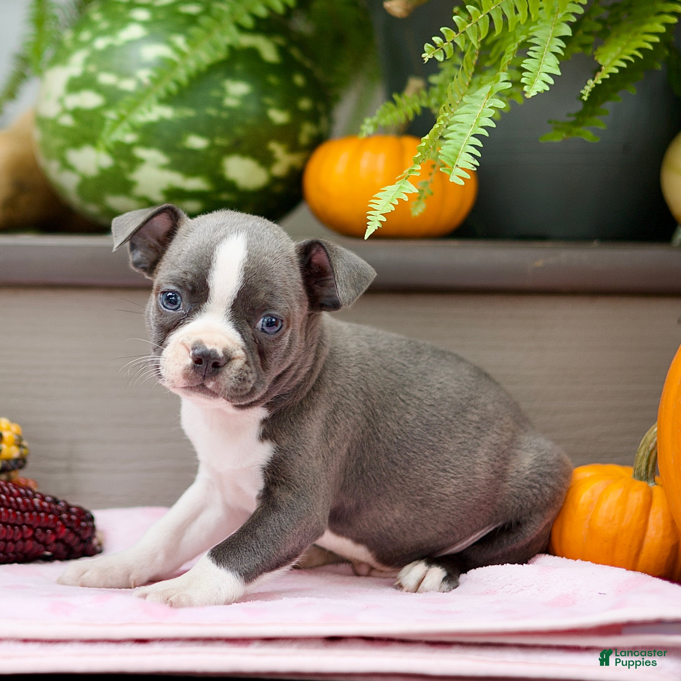 Boston Terrier dogs Rusty - Ad 1