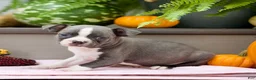 Boston Terrier dogs for sale: Rusty - Ad 1