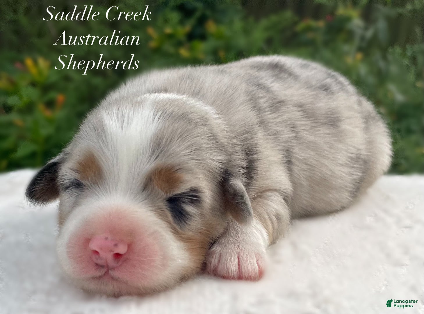 Australian Shepherd dogs Australian Shepherd 3 - Ad 2