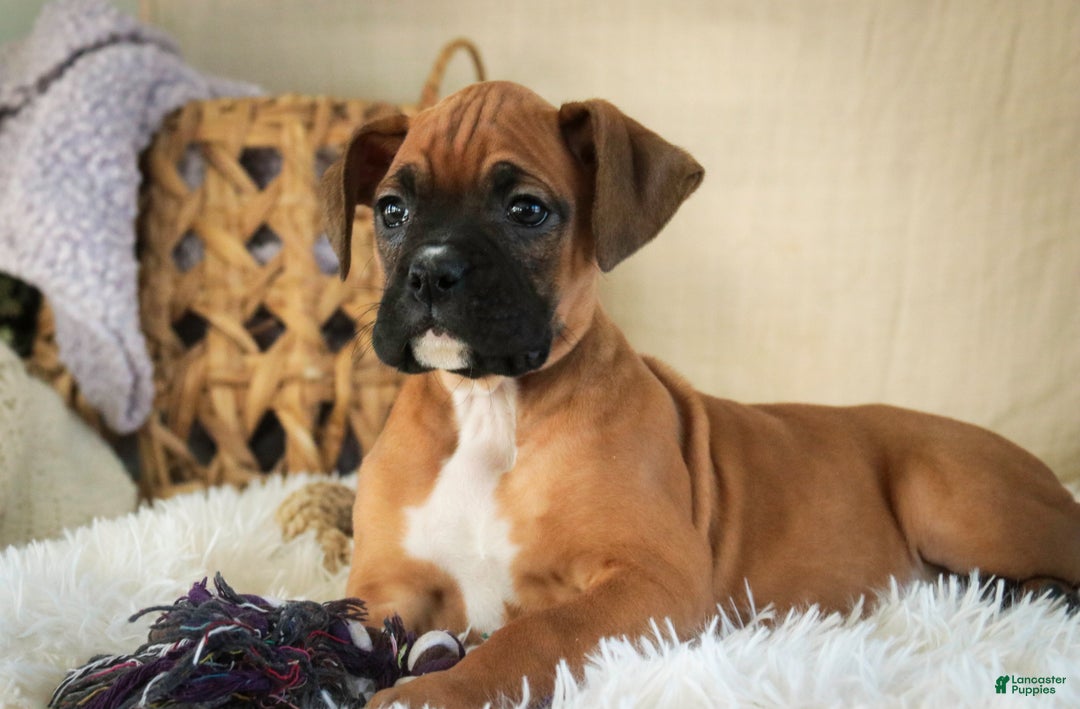 Boxer dogs for sale: Stella - Ad 5