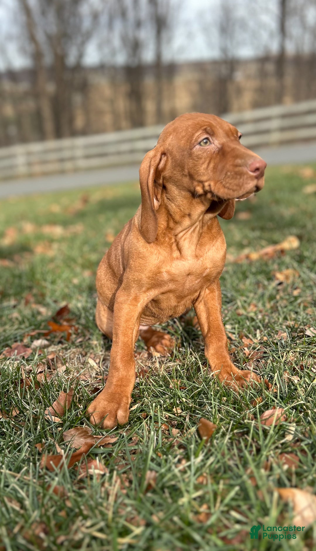 Vizsla dogs for sale: Val - Ad 2