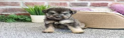 Miniature Schnauzer dogs for sale: Verity  - Ad 4