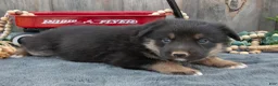 Mixed Breed dogs for sale: Gus - Ad 3