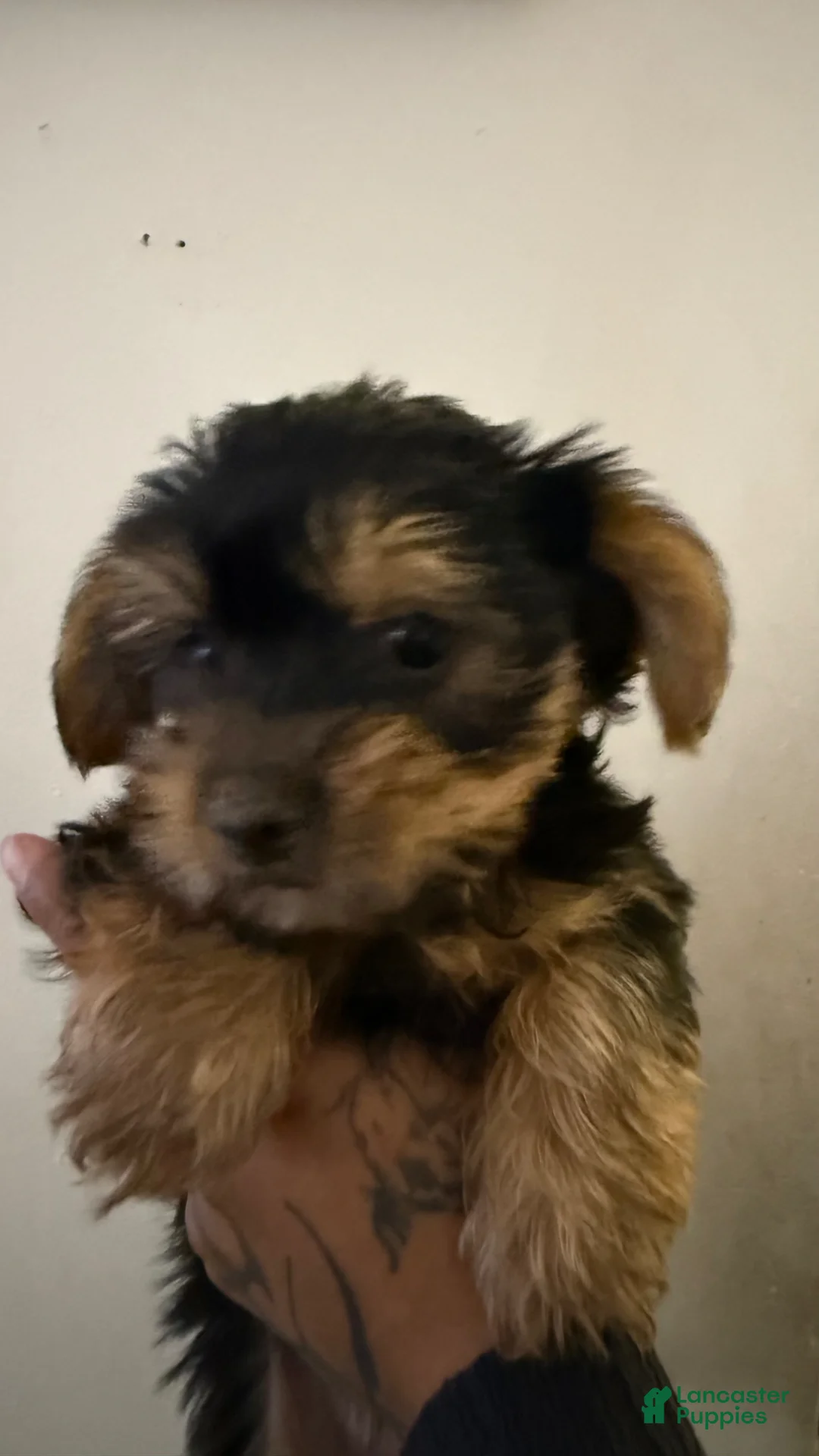 Yorkiepoo dogs for sale: Yorkiepoo Puppy 1 - Ad 3