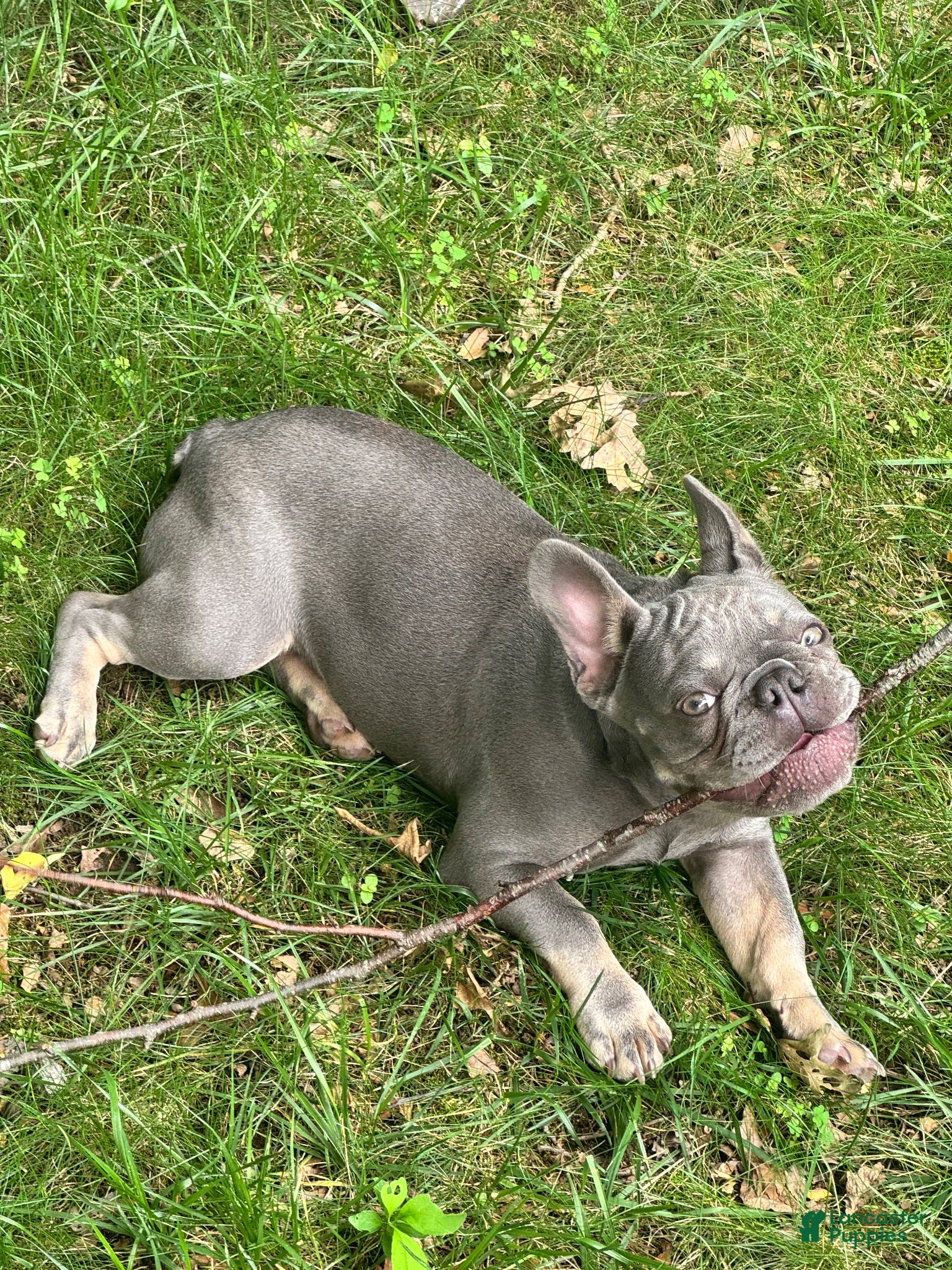 French Bulldog dogs Enzo litter - Ad 14