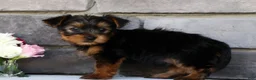 Morkie dogs for sale: Otis - Ad 7