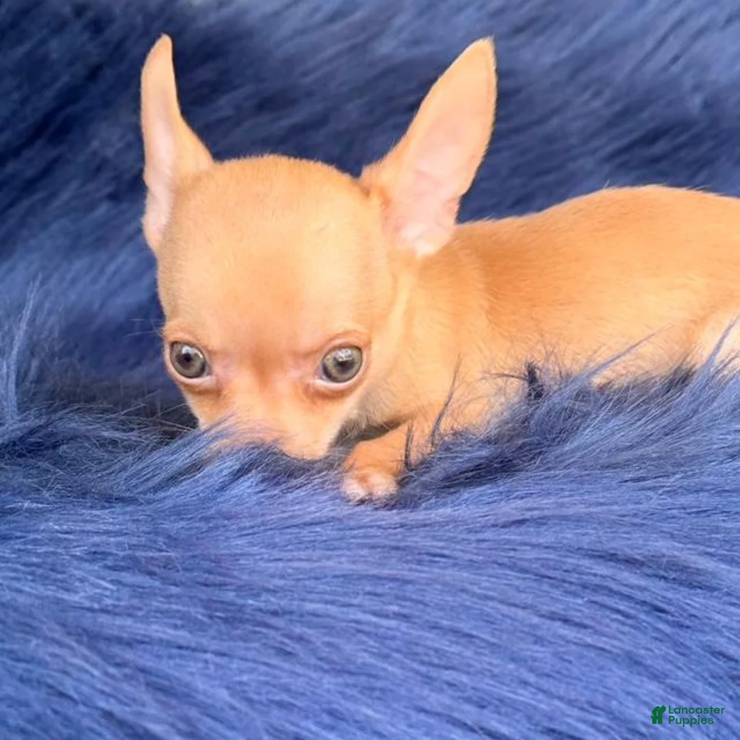 Chihuahua dogs for sale: Chihuahua Puppy 2 - Ad 2