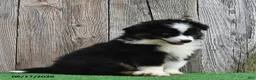 Miniature Australian Shepherd dogs for sale: Rambo - Ad 3