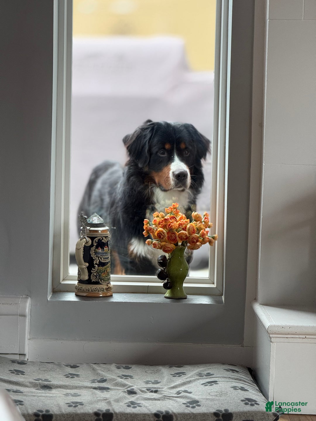 Bernedoodle dogs for sale: Harriet  - Ad 9