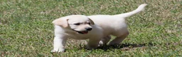Labrador Retriever dogs for sale: Kyla - Ad 5